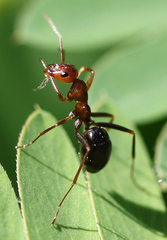 Formica pallidefulva