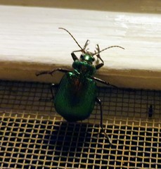 Calosoma schayeri
