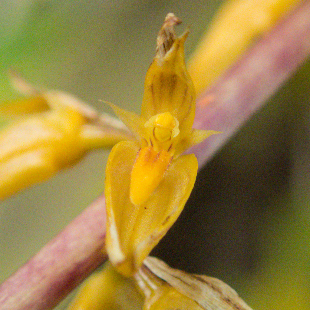 Bulbophyllum rufinum