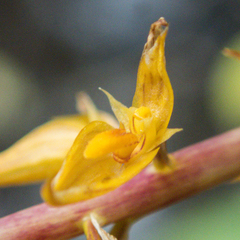 Bulbophyllum rufinum