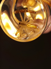 Tapinillus