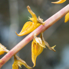 Bulbophyllum rufinum