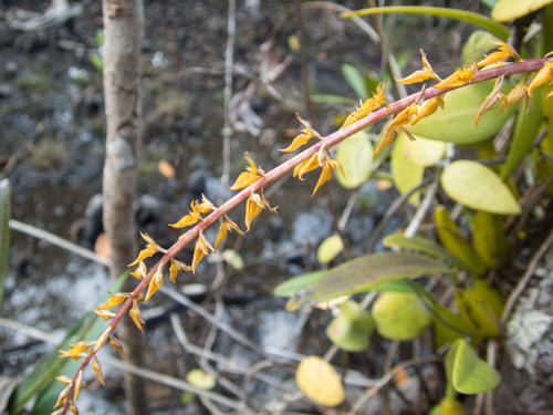 Bulbophyllum rufinum, photograph 2