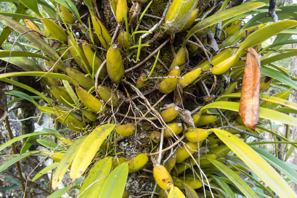Bulbophyllum rufinum; photograph (c) Gerard Chartier, some rights reserved (CC BY)