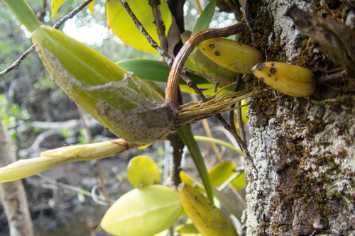 Bulbophyllum rufinum, photograph 1
