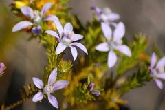 Philotheca salsolifolia