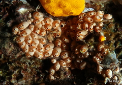 Symplegma rubra
