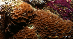 Gardineroseris planulata