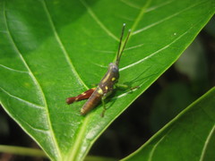 Syntomacris guttulosa