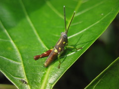 Syntomacris guttulosa