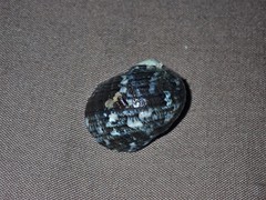 Nerita chamaeleon