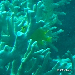 Amblyglyphidodon aureus