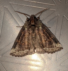 Ceranemota improvisa