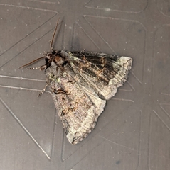 Ceranemota improvisa