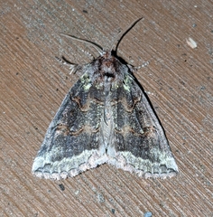 Ceranemota improvisa