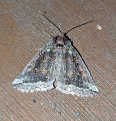 Ceranemota improvisa