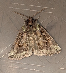 Ceranemota improvisa