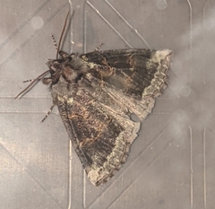 Ceranemota improvisa