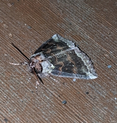 Ceranemota improvisa