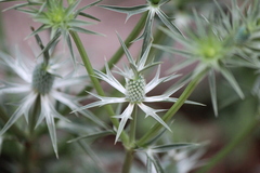 Eryngium comosum
