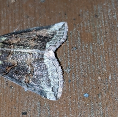 Ceranemota improvisa