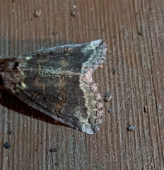 Ceranemota improvisa