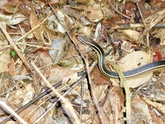 Coniophanes schmidti