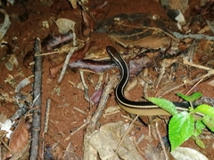 Coniophanes schmidti