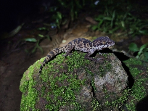 Jeypore Ground Gecko