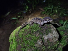 Jeypore Ground Gecko photo 3