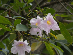 Tabebuia heterophylla