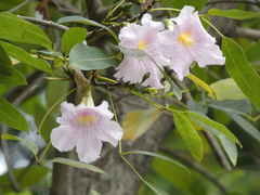 Tabebuia heterophylla