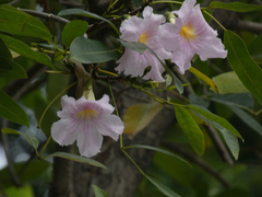 Tabebuia heterophylla