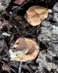 Hydnum subtilior