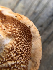 Hydnum subtilior