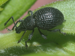 Otiorhynchus pinastri