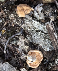 Hydnum subtilior