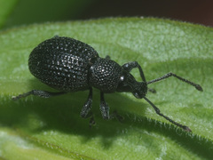 Otiorhynchus pinastri