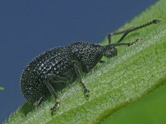 Otiorhynchus pinastri
