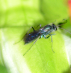 Auplopus architectus