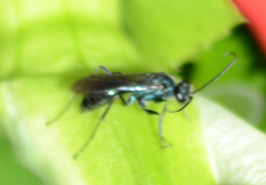 Auplopus architectus