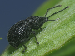 Otiorhynchus pinastri