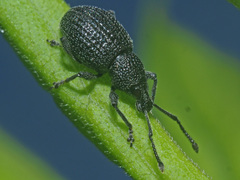 Otiorhynchus pinastri