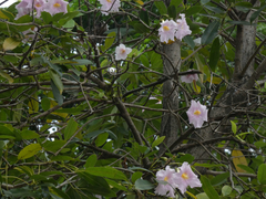 Tabebuia heterophylla