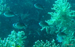 Chromis ternatensis