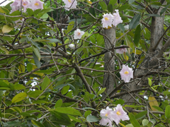 Tabebuia heterophylla