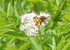 Milesia crabroniformis