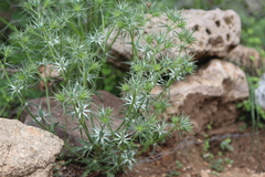 Eryngium comosum