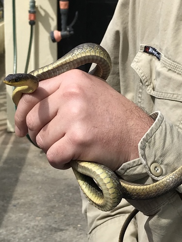 Common Tree Snake sighting