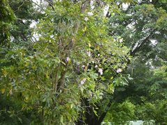 Tabebuia heterophylla